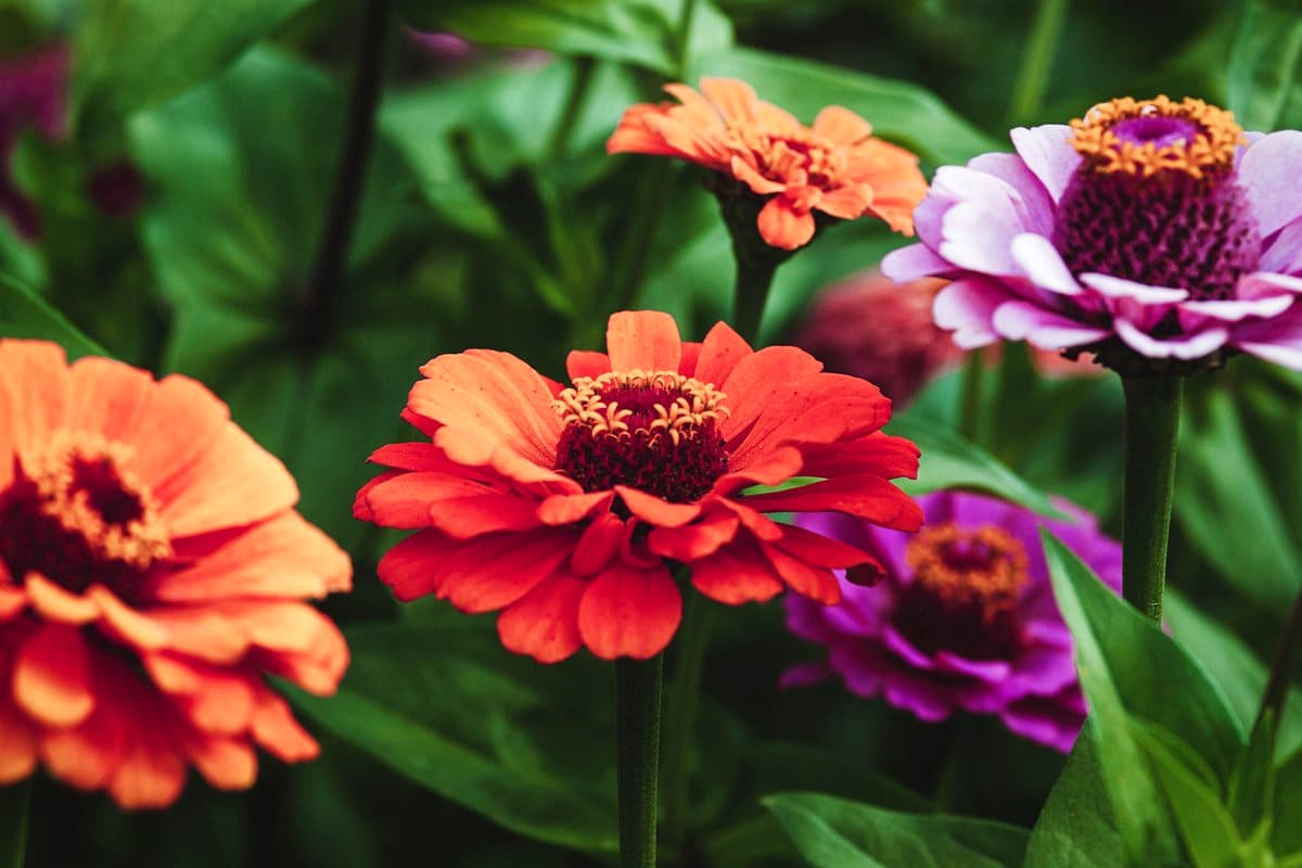 Des Fleurs Semer En Mai Pour Transformer Votre Jardin En Un Oasis