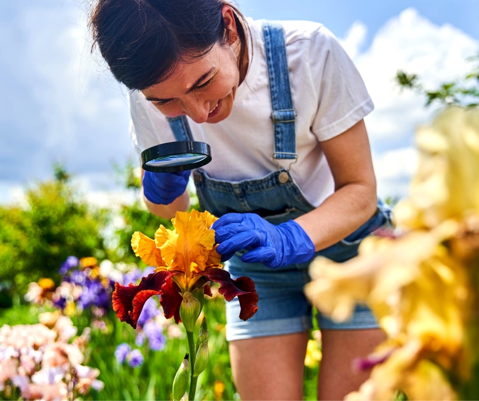 Insectes En Juin Juillet Boostez Votre Jardin Avec Les Bons