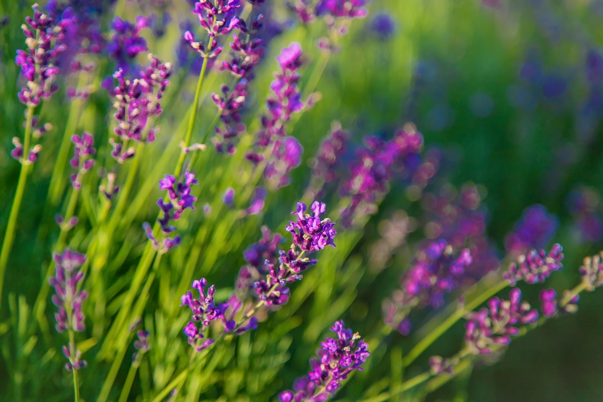 Les fleurs qu il est encore temps de semer en Juillet pour été coloré