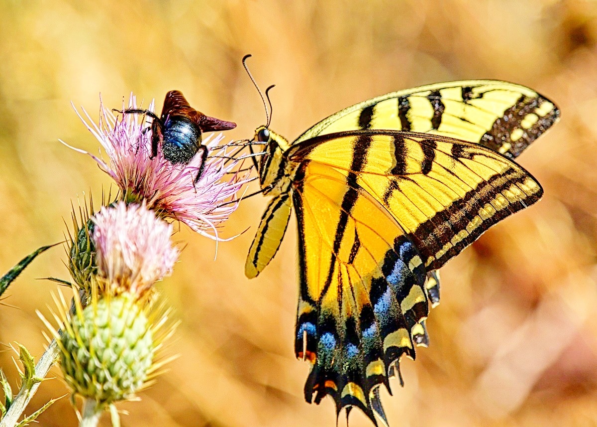 Ces Fleurs Qui Plaisent Aux Abeilles Et Papillons Guide Essentiel