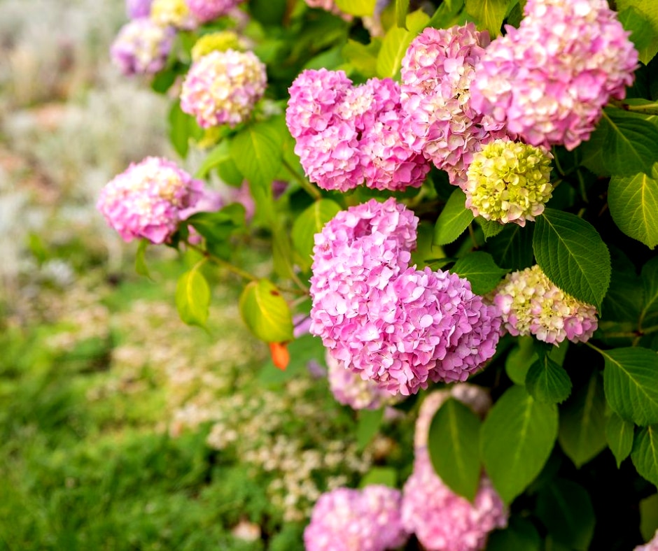 Des hortensias en fleurs tout l été Les gestes clés pour une