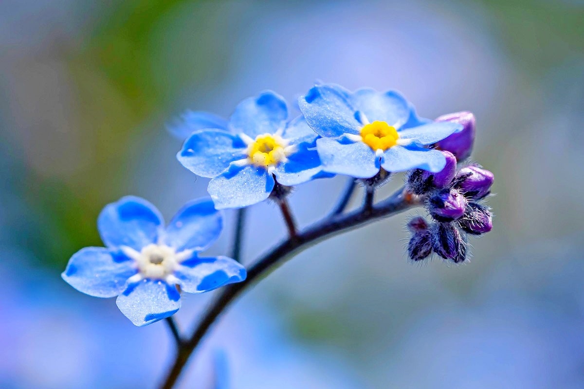 Il n est pas trop tard voici les fleurs à semer avant fin juillet