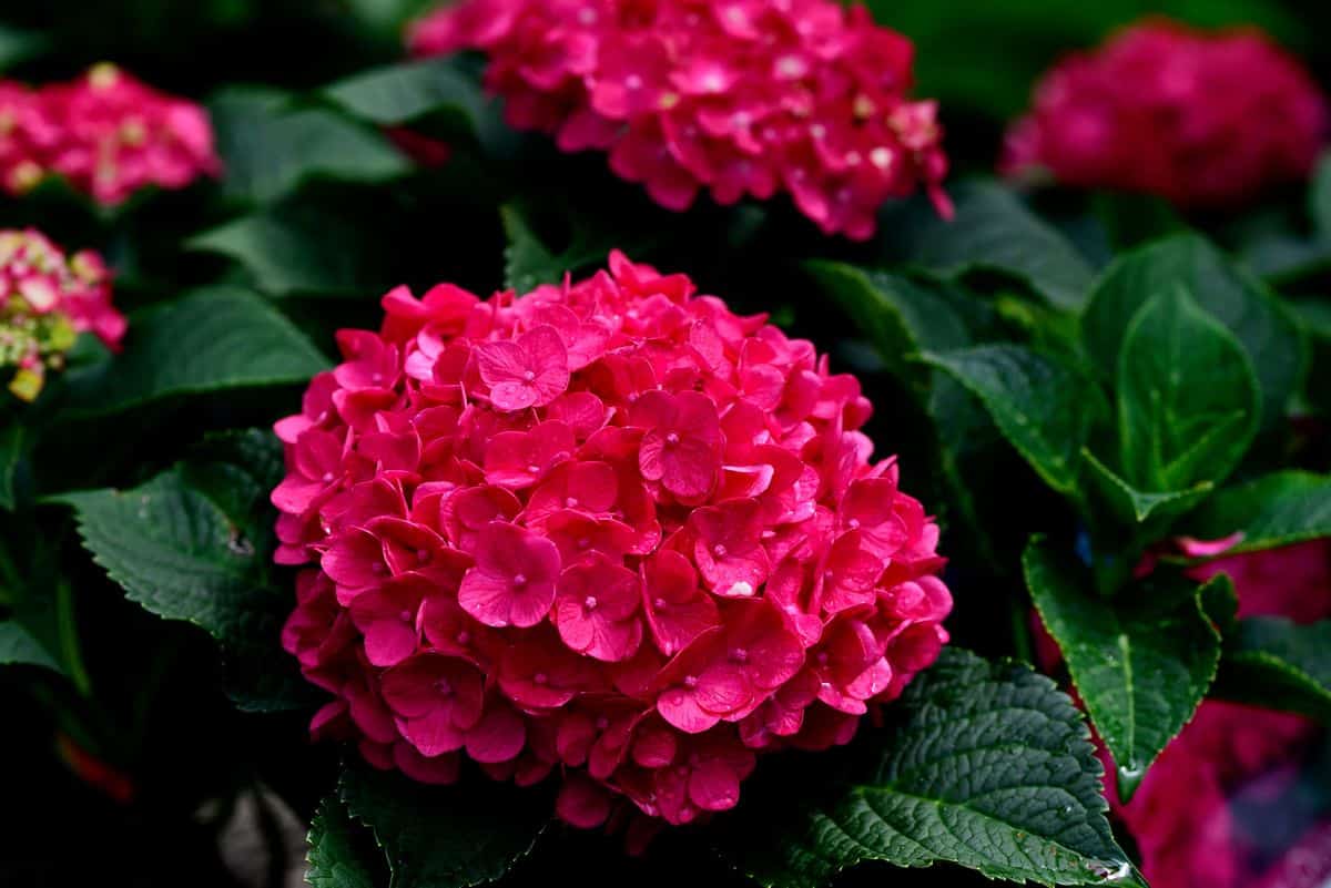 Faites pousser une myriade d hortensias à partir de quelques graines