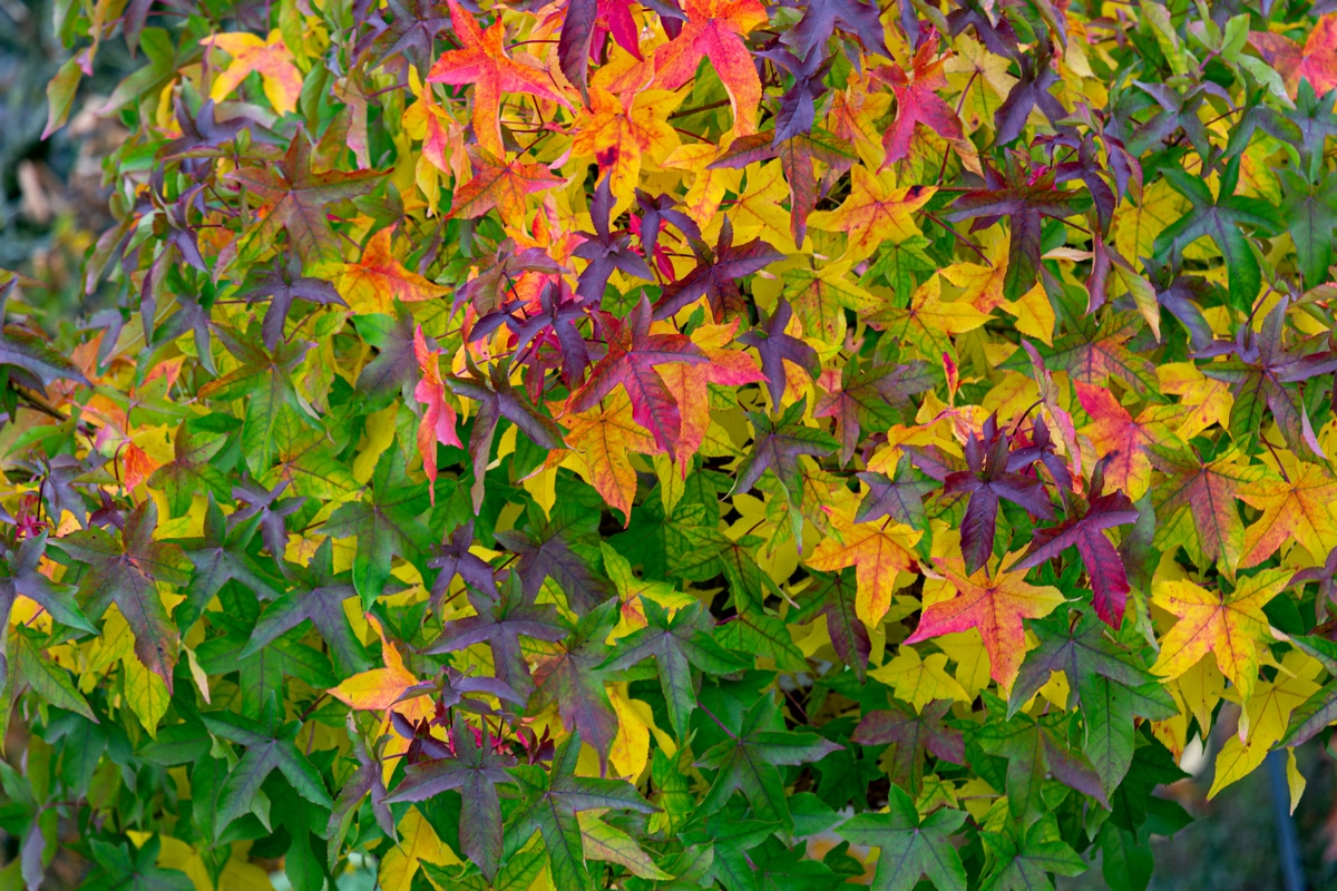 Les Feuilles De Cet Arbre Planter En Septembre Sont Magnifiques Tout