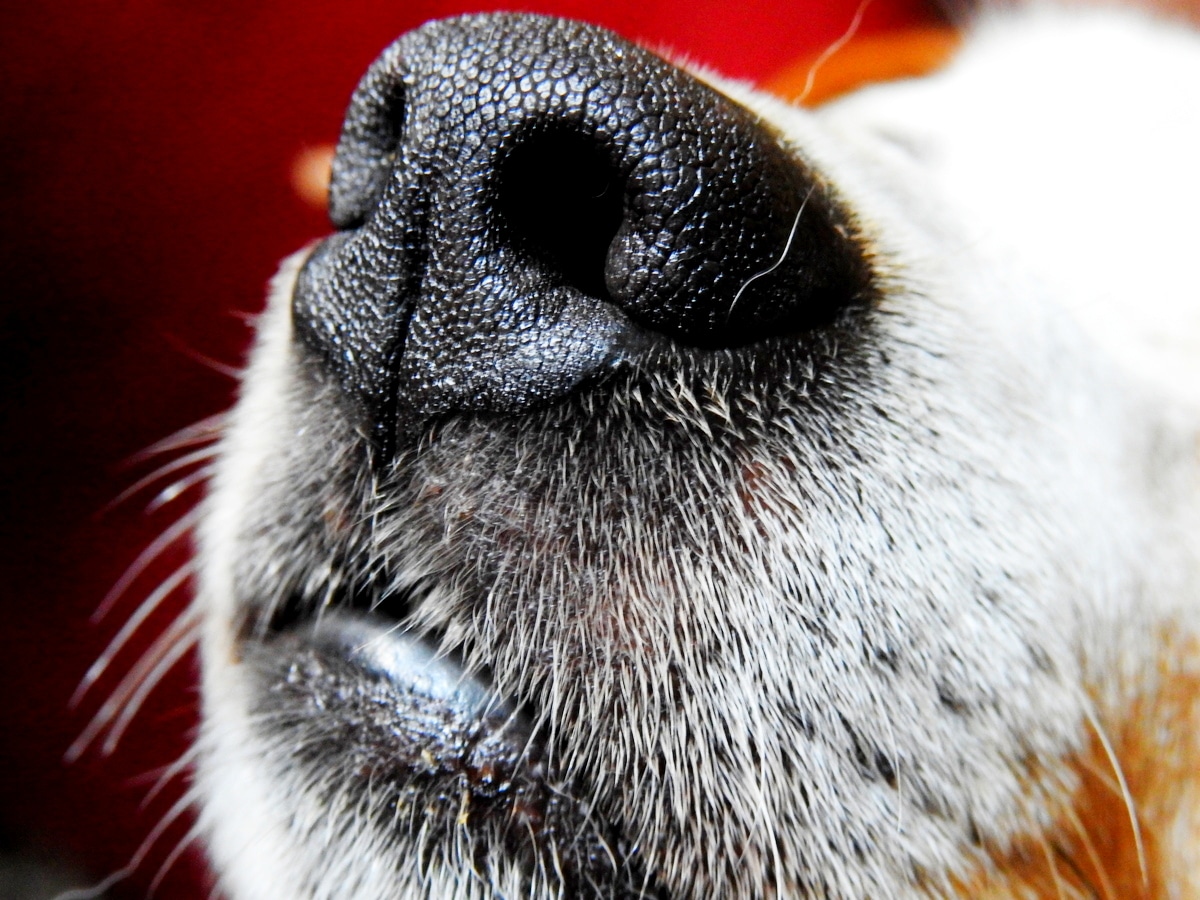 Ce chien est capable de détecter les punaises de lit vidéo Enef fr