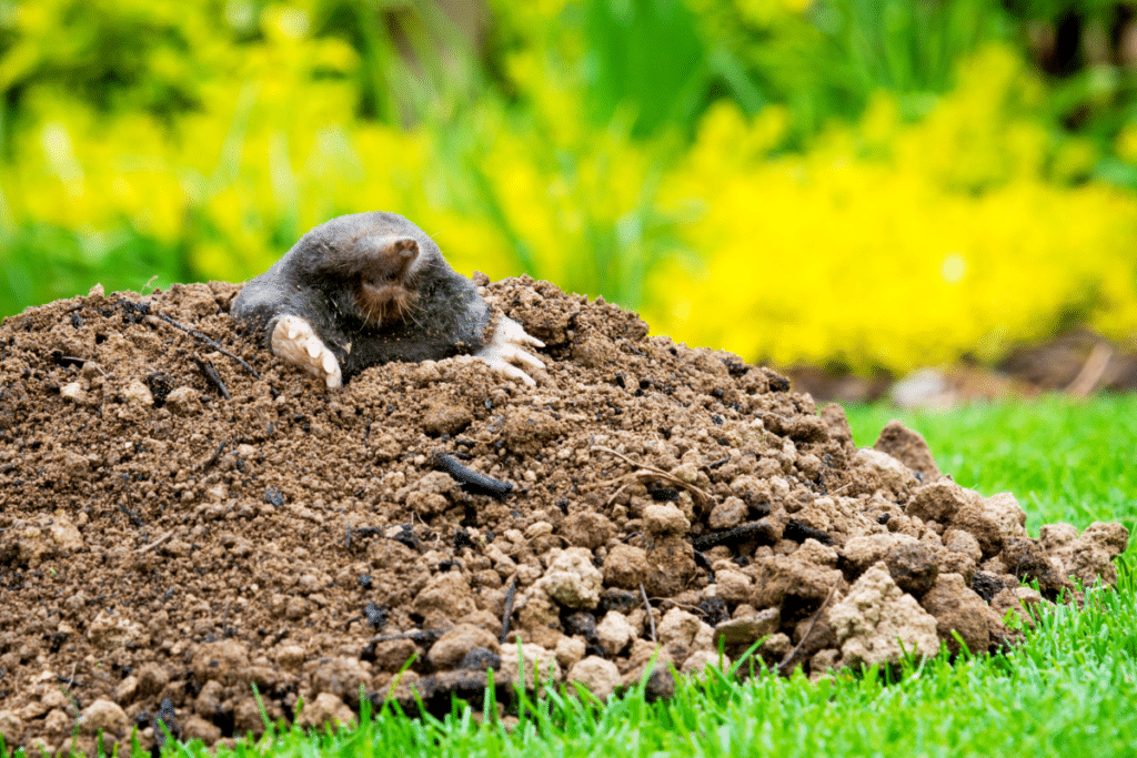 Loignez D Finitivement Les Taupes De Votre Jardin Avec Cette Astuce