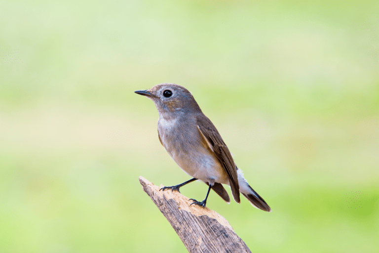 15 Espèces d oiseaux à repérer dans votre jardin dès le début du printemps