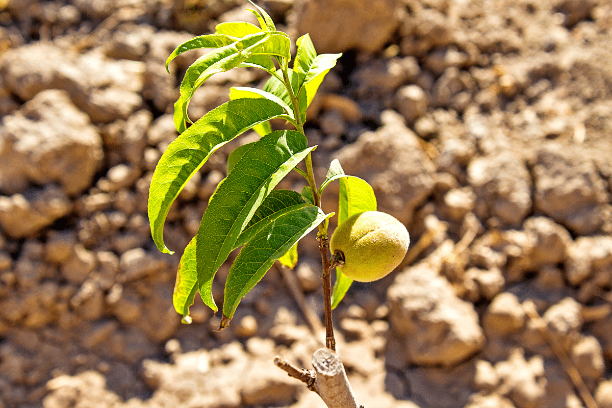 Voici Comment Acc L Rer La Croissance De Vos Arbres Fruitiers Ce