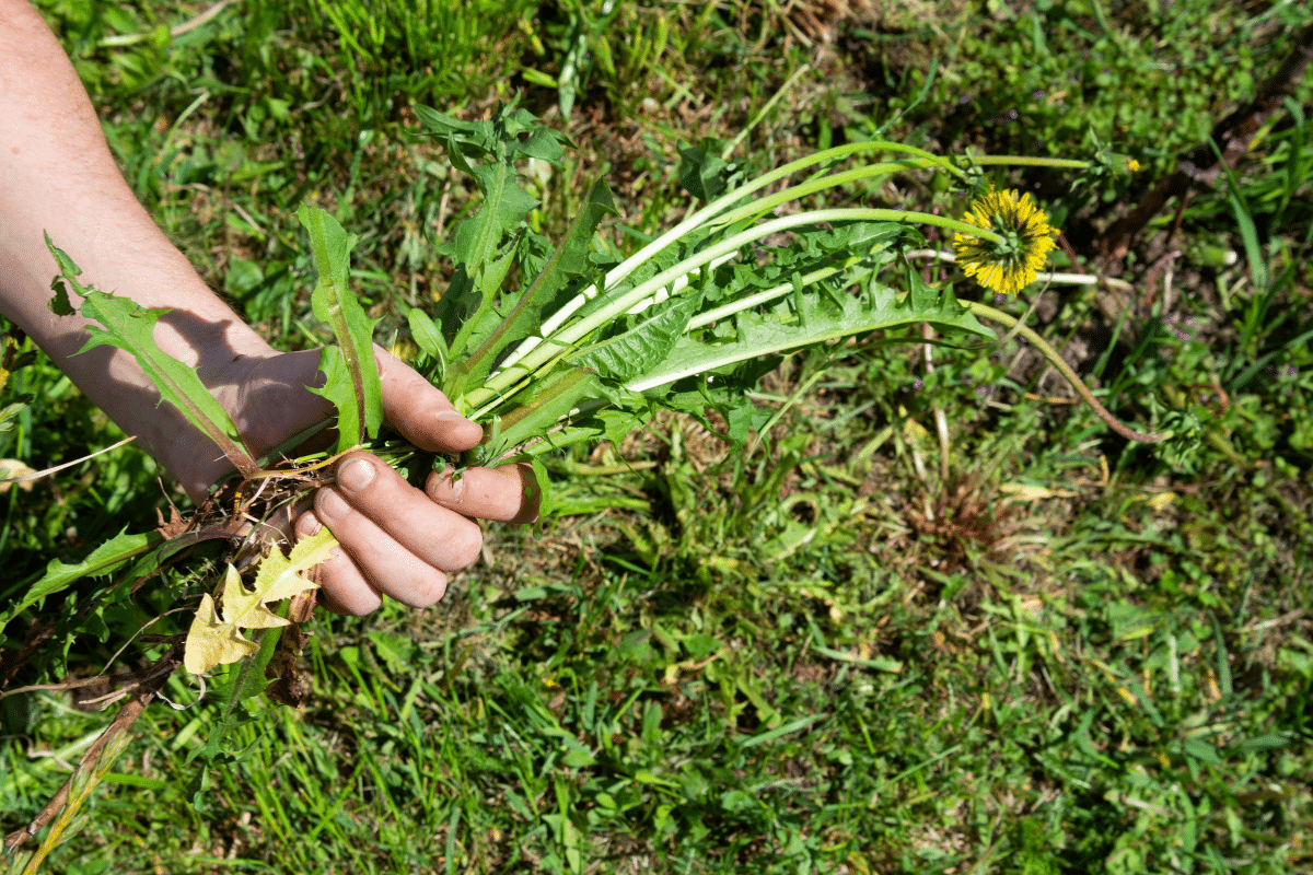 Comment Redonner Vie Un Gazon Envahi De Mauvaises Herbes