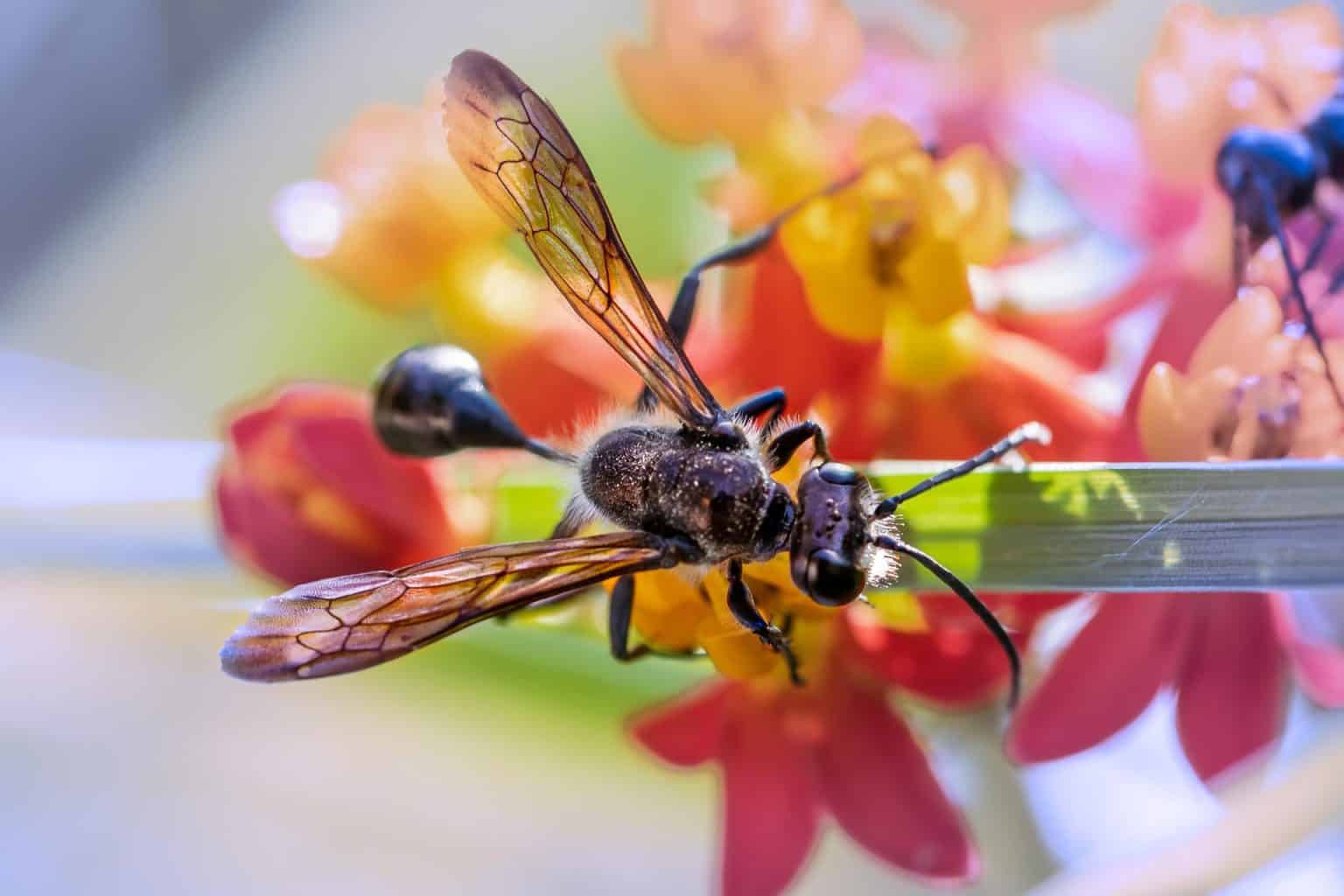 Remèdes De Grand Mère Contre Les Fourmis Volantes Eneffr 