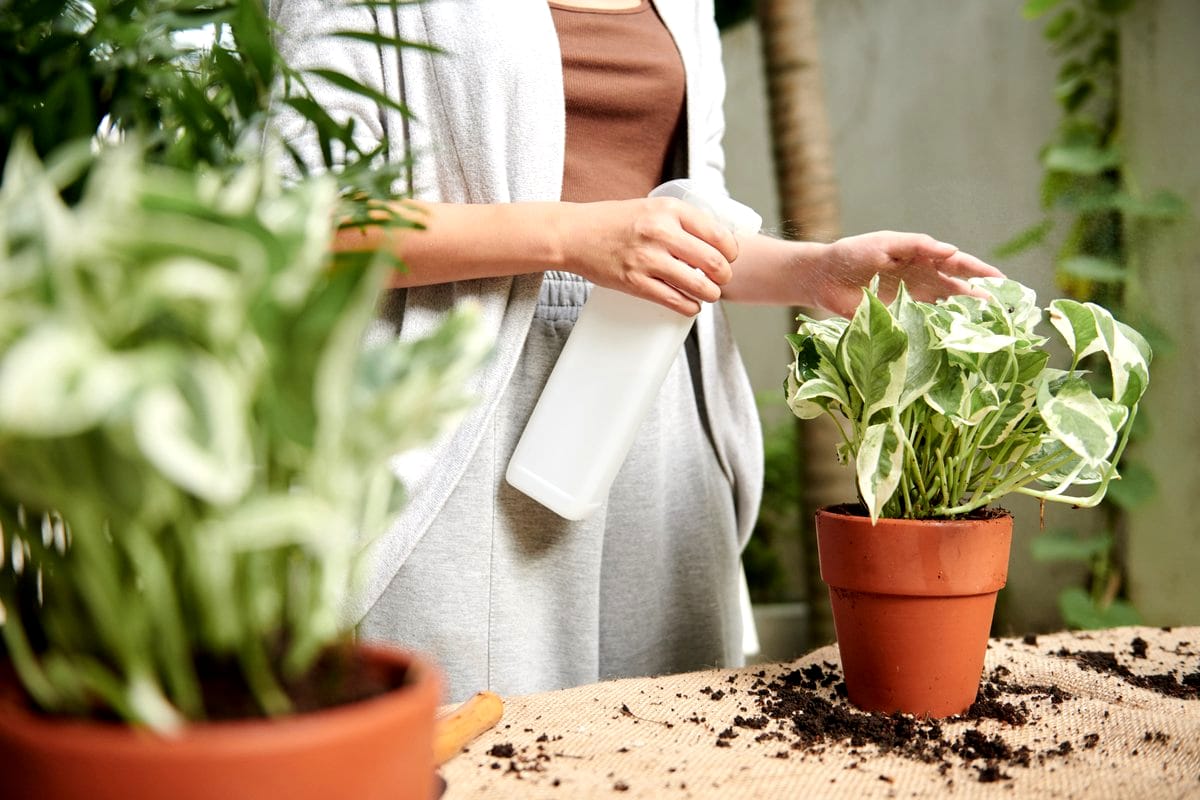 Comment faire pousser vos plantes à partir de graines ? - Blog arrosage du  jardin