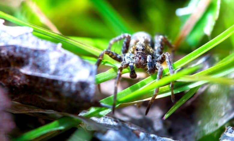 Une araignée en France, assez inquiétante