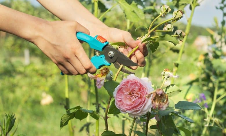 Une femme qui coupe un rosier