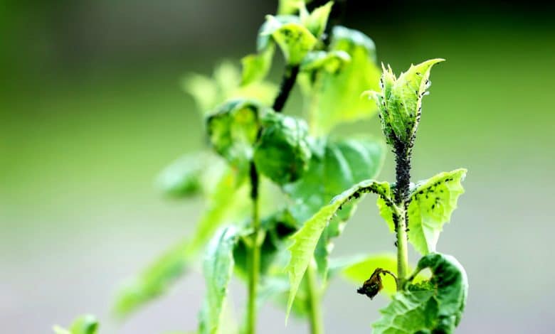 Des pucerons sur une branche