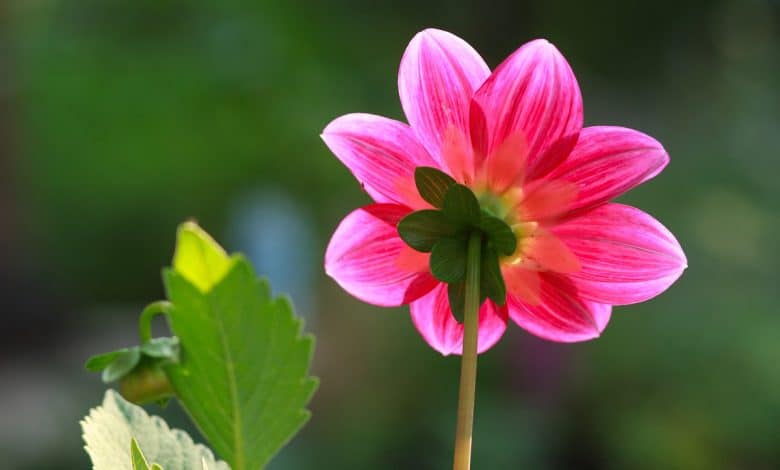 cosmos tige et fleur