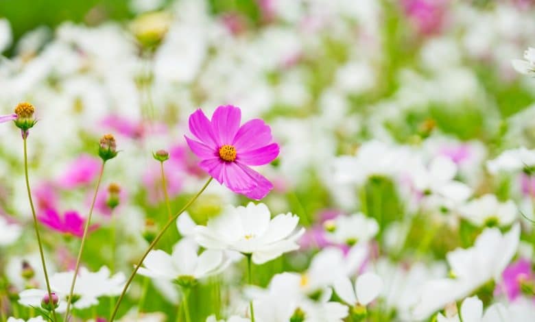 fleurs cosmos