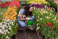 variétés de tulipes