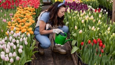 variétés de tulipes