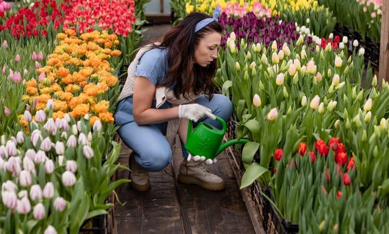 variétés de tulipes