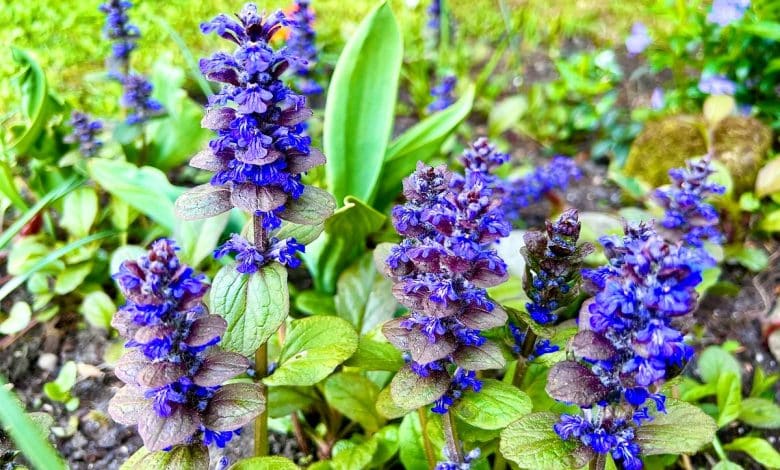 Ajuga reptans dans le jardin