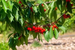 Fruits de cerisier