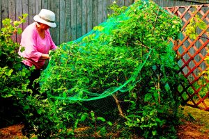 Femme couvre un fruitier à baies avec une moustiquaire