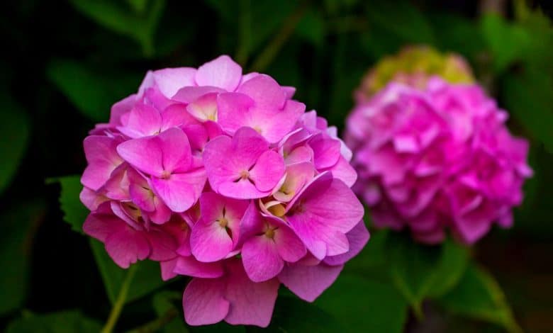 Buisson d'hortensia