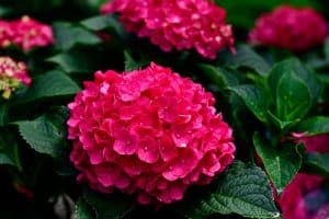 hortensia rose