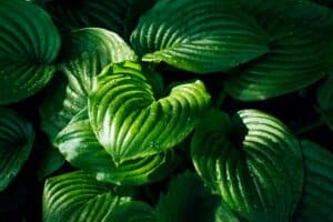 Feuilles d'hosta vertes