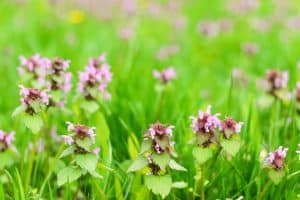 Lamium-maculatum