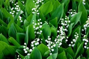 Muguet fleurissant