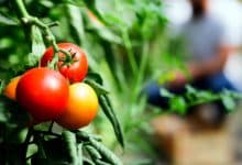 Tomates rouges au jardin