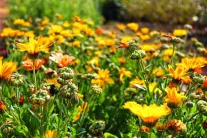 Fleurs du souci