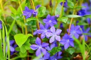 Vinca minor