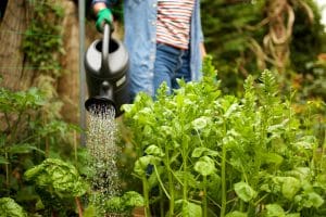 Arrosage de légumes au potager