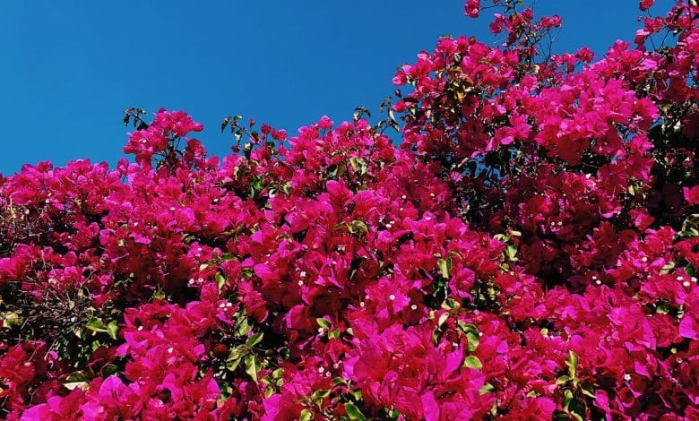 Bougainvillier sous le ciel bleu