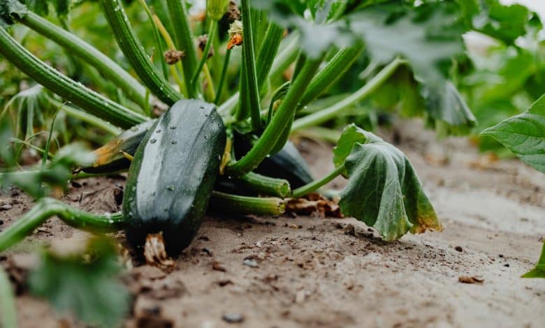 Courgette au potager