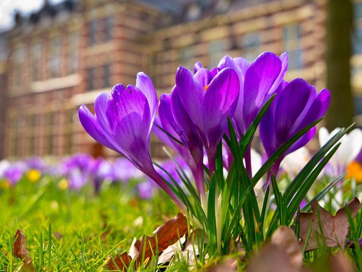 Crocus de couleur pourpre