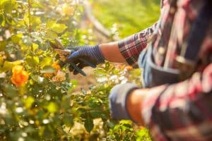 Un homme s'occupant de ses rosiers