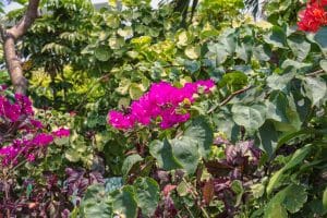 Fleurs rouge de bougainvilliers