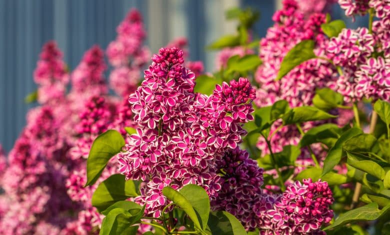 Des fleurs de lilas au jardin