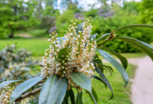 Prunus laurocerasus