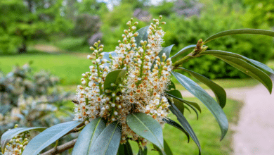 Prunus laurocerasus