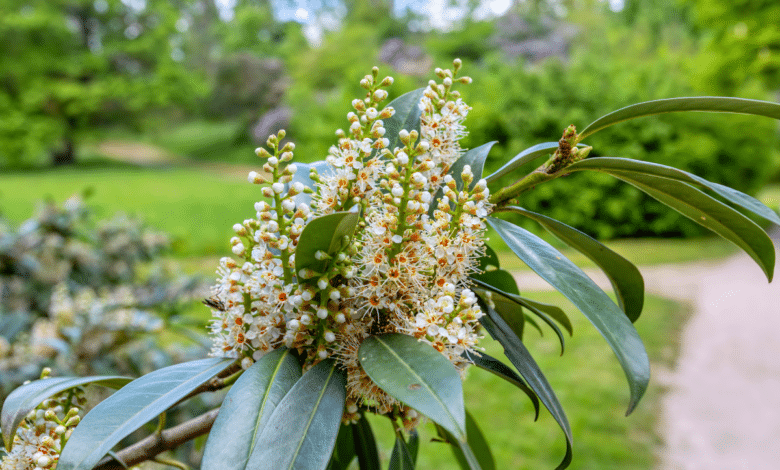 Prunus laurocerasus