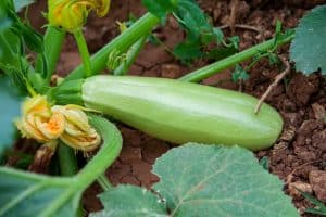 Une belle courgette au potager