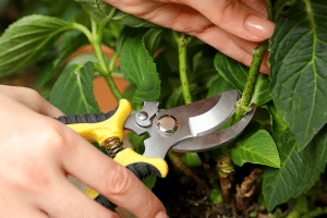 Femme coupant une tige d'hortensia