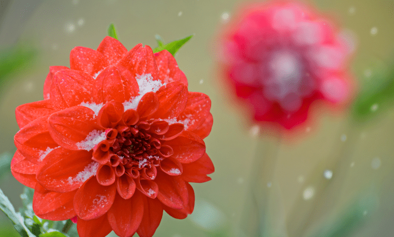 Dahlia en hiver