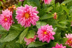 Fleurs de dahlia