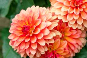 Fleurs de dahlias