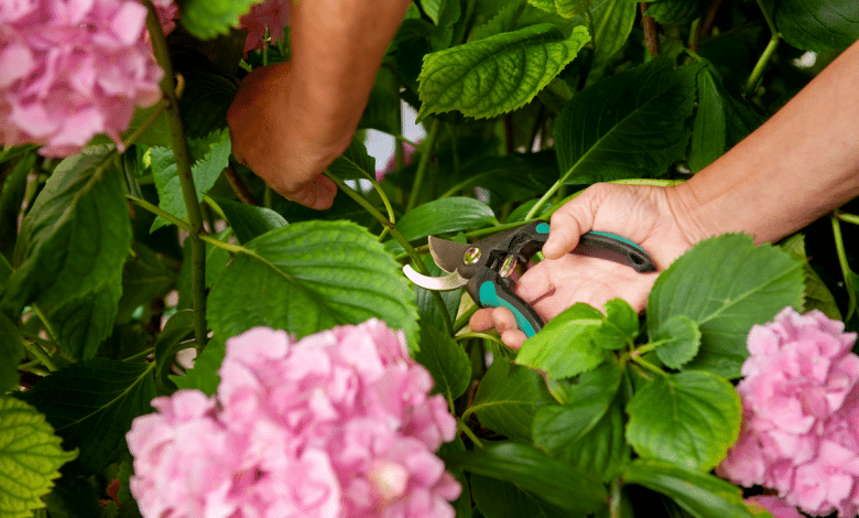 Tailler les hortensias